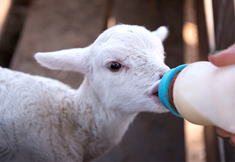 Urea Feed For Ruminants