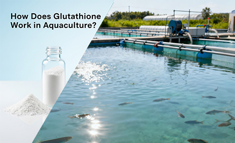 The Multifunctional Role of Glutathione in Aquaculture