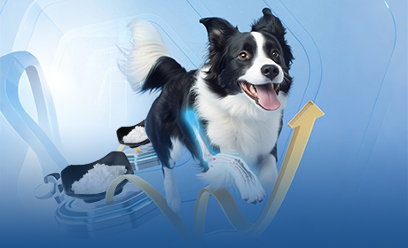 The Glucosamine Guide for Healthier Dog Joints