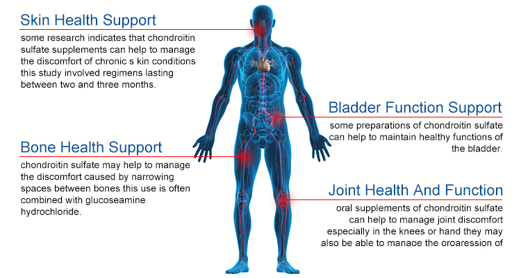 Diagram illustrating how chondroitin sulfate molecules cushion and protect joint cartilage