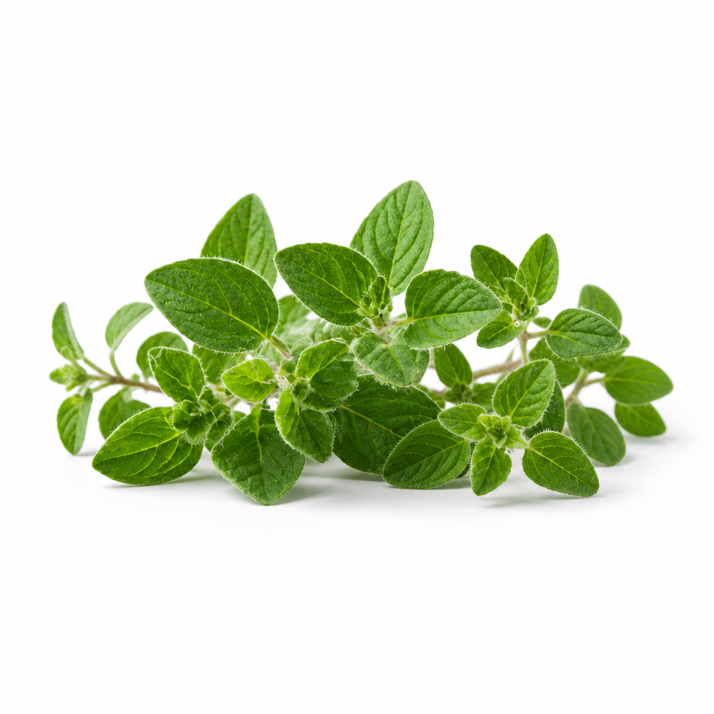 Oregano Leaf Extract